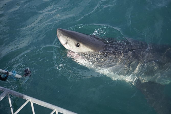 Shark Cage Diving Viewing Only - Cancellation Policy