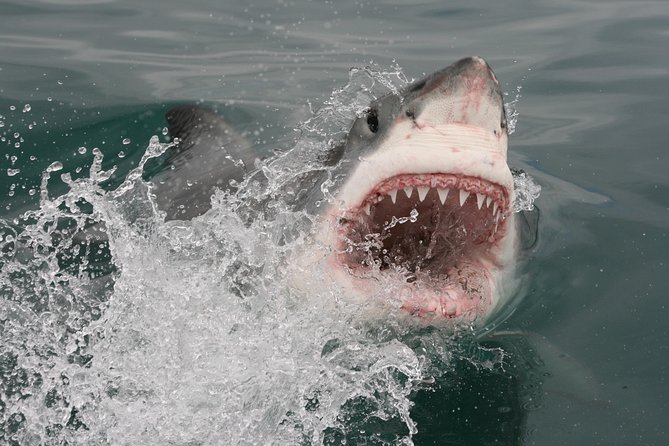 Shark Cage Diving & Viewing Tours in Gansbaai - Customer Reviews and Ratings
