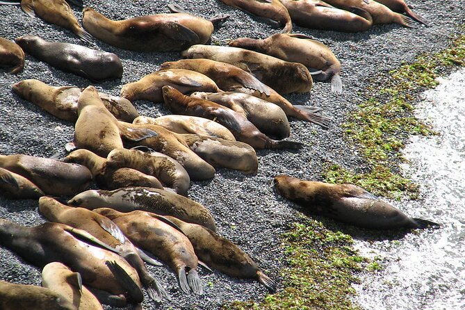 Shore Excursion Punta Loma Sea Lions Reserve Including Puerto Madryn City Tour - Sea Lions at Punta Loma
