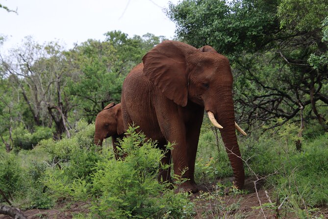 Shore Excursion Richards Bay Big 5 Safari Experience - Accessibility Details