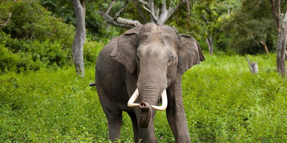 Sigiriya & Jeep Safari: All Inclusive Tour From Trincomalee - Sigiriya Rock Fortress