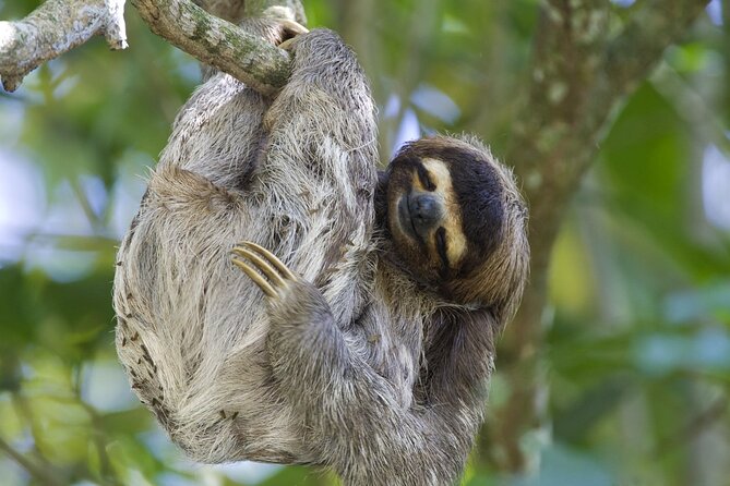 Sloth, Frog and Waterfall Tour in the Rainforest Including Lunch - Rainforest Highlights