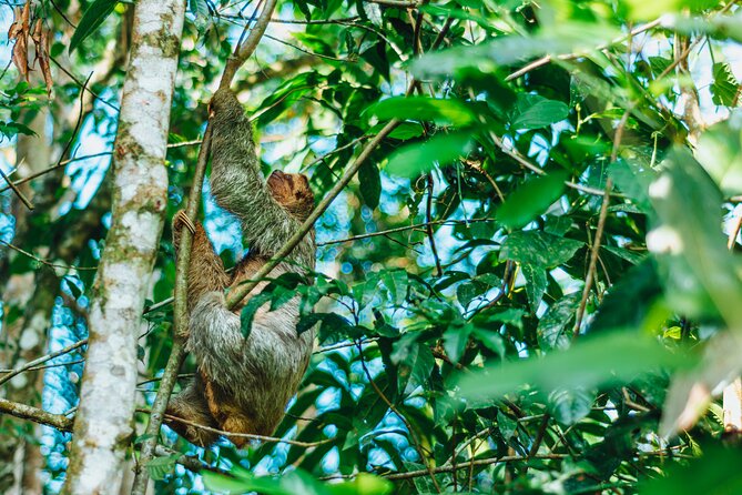 Sloth Tour in La Fortuna - Arenal . NATURAL HABITAT - Guided Experience