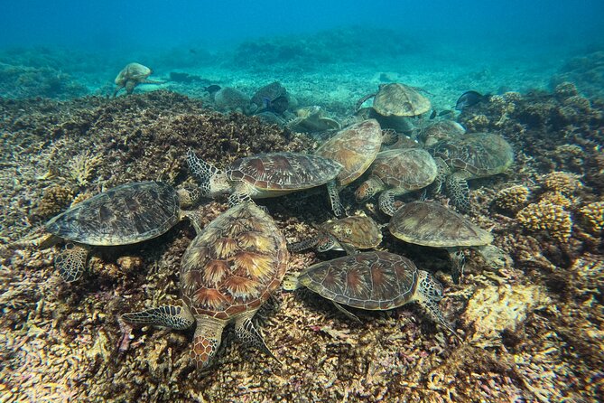 Snorkeling Adventure to Daymaniat Islands - Exploring Marine Life