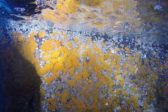 Snorkeling Among the Underwater Caves of Ischia Ponte - Tour Meeting Point and Schedule