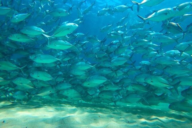Snorkeling at Caño Island - Customer Feedback