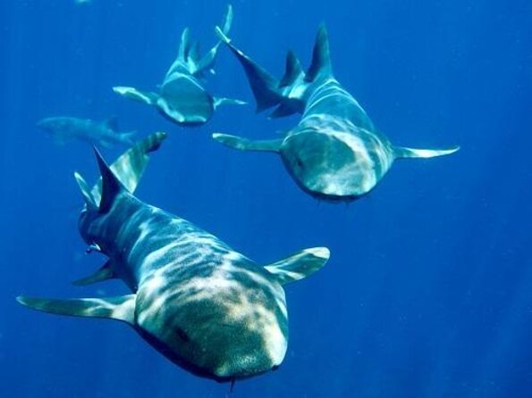 Snorkeling at Hol Chan Marine Reserve & Shark Ray Alley (3.0 Hrs) - Experience Expectations