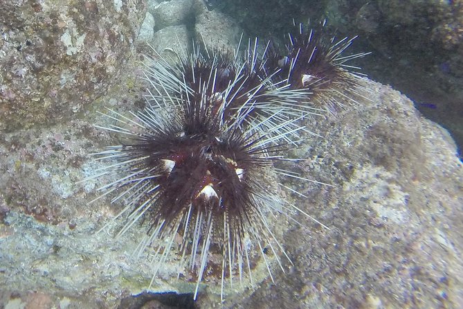 Snorkeling Costa Rica - Tour Inclusions and Amenities
