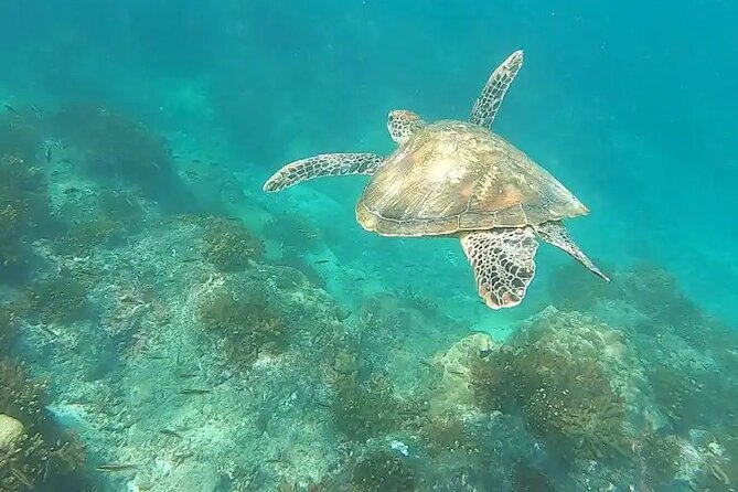 Snorkeling in Caño Island From Drake Bay - Cano Island Snorkeling Experience