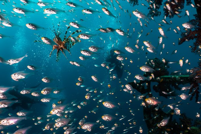 Snorkeling to Undewrater Restaraunt Covered by Corals - Navigating the Guided Coral Reef Tour