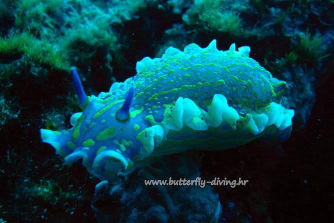 Snorkeling Tour Makarska Riviera, Islands of Hvar or Brač - Snorkeling Equipment and Amenities