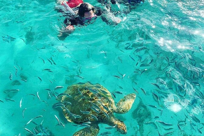 Snorkeling With Giant Turtles, the Red Church, Pamplemousses Garden & Port Louis - Discovering Pamplemousses Garden