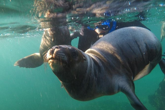 Snorkeling With Sea Lions - Pricing and Reviews