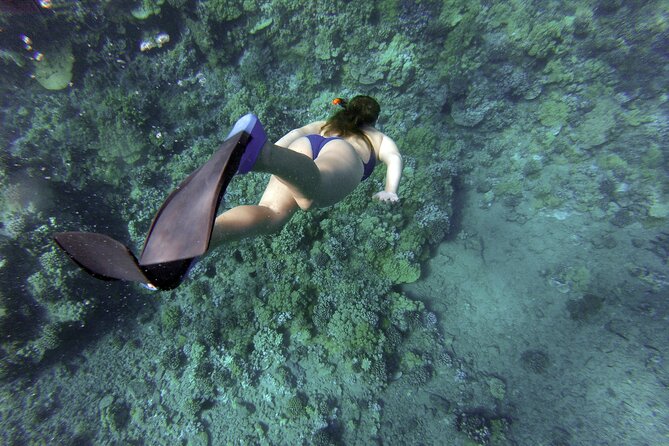Snorkelling Tours to Daymaniyat Island - Inclusions for Tour Participants