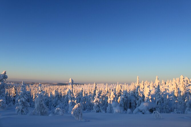 Snowshoe in a Winter Forest - Positive Reviews and Ratings