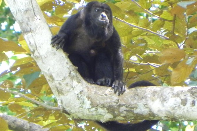 Soberania National Park Hike - Guide Commentary