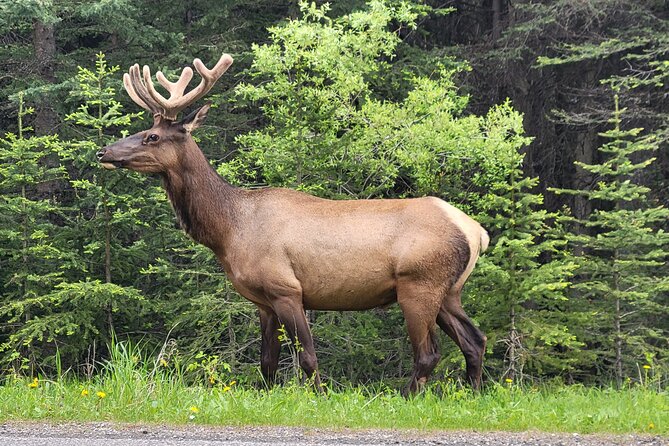 Spectacular Banff Day Trip - Guide Expertise