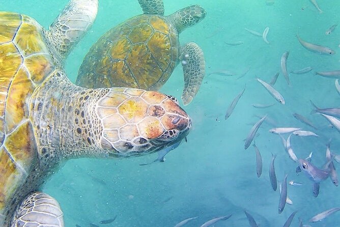 Spectacular Experience With Sea Turtles - Whats Included