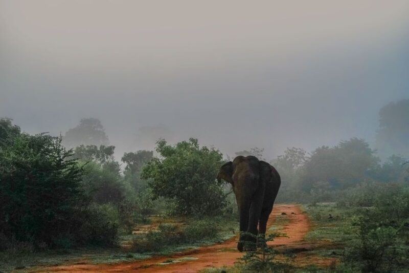 Sri Lanka Cultural Triangle in 2 Days With Minneriya Safari - Cultural and Historical Significance