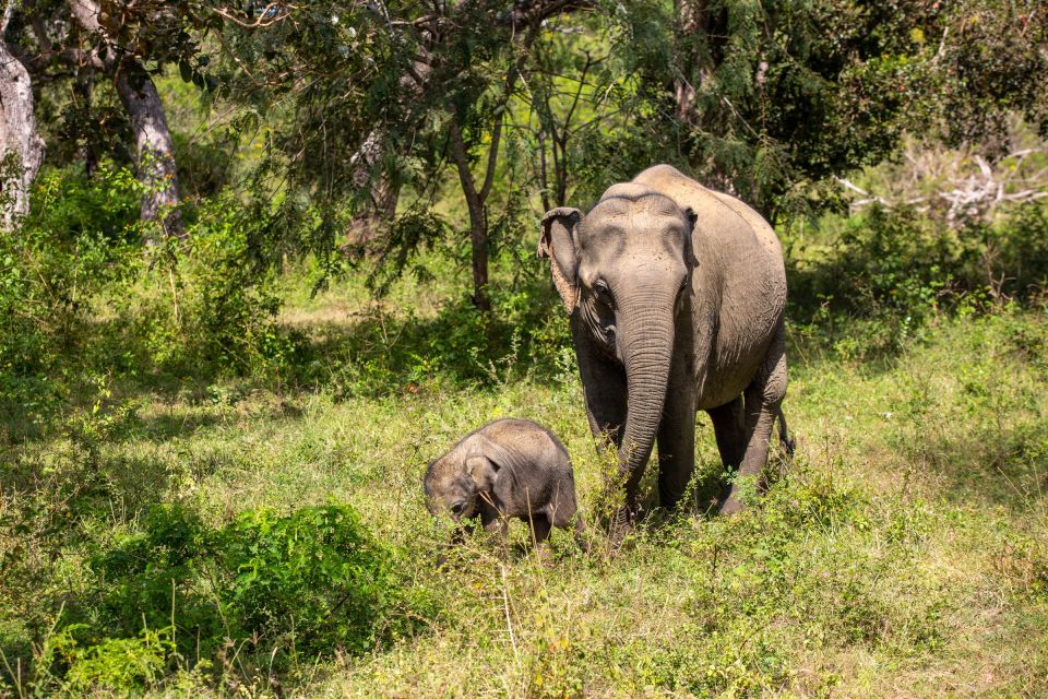 Sri Lanka South Coast Beach, Sinharaja, Udawalawe Safari - Attractions and Activities