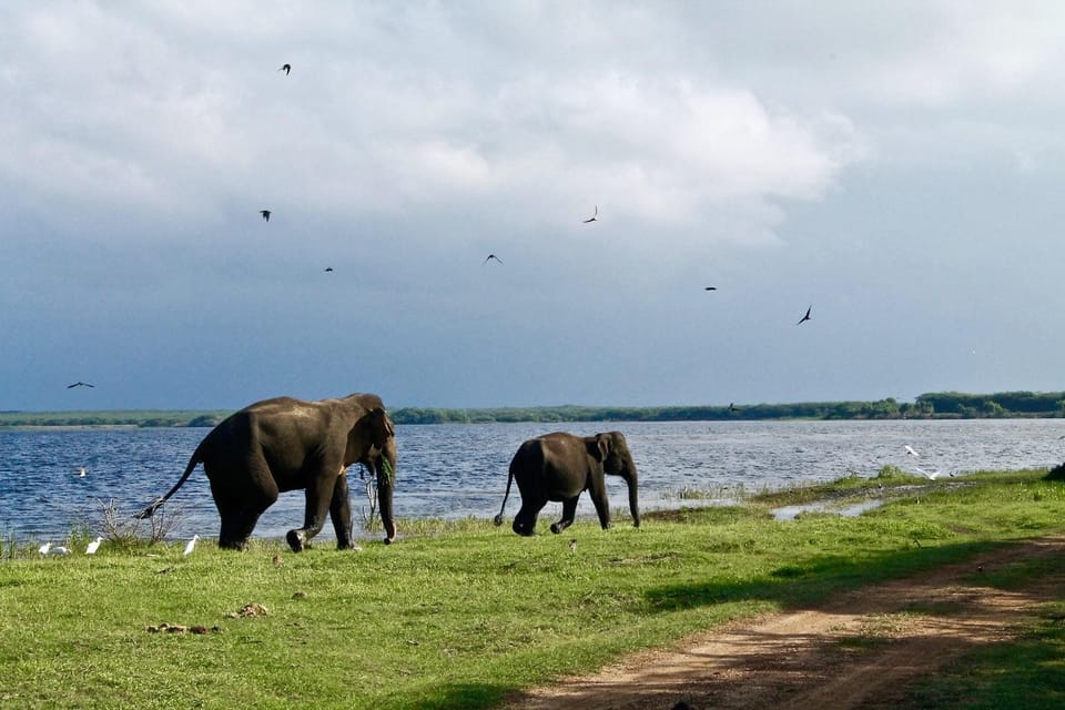 Sri Lanka: Wildlife Wonders of Sri Lanka 5 Day Tour - Wildlife and Nature Experiences