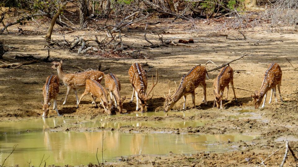 Sri Lanka: Yala National Park Private Safari - Wildlife Sightings