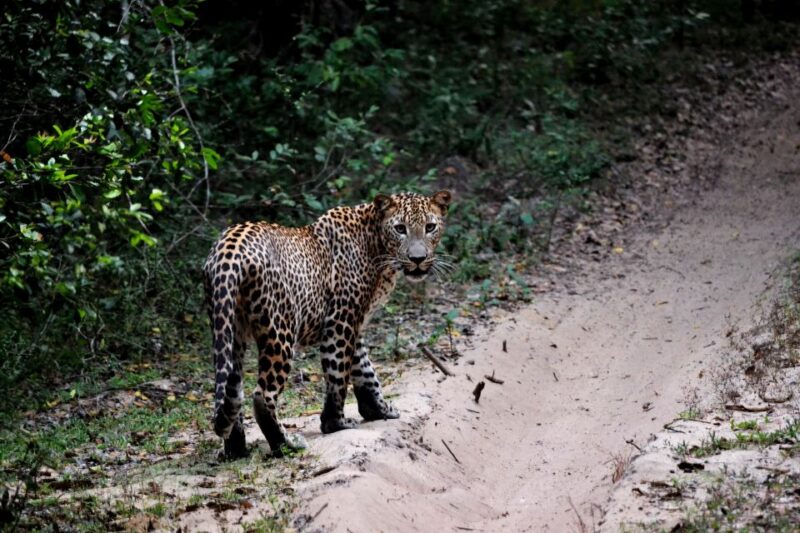 Sri Lanka: Yala National Park Safari Tour - Transportation and Logistics