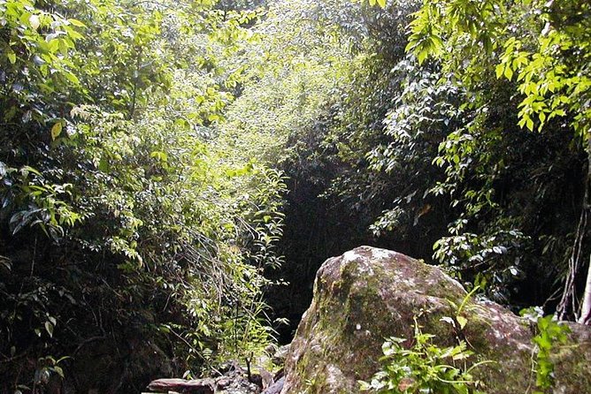 St. Kitts Half-Day Rainforest Tour - Insider Tips for the Tour