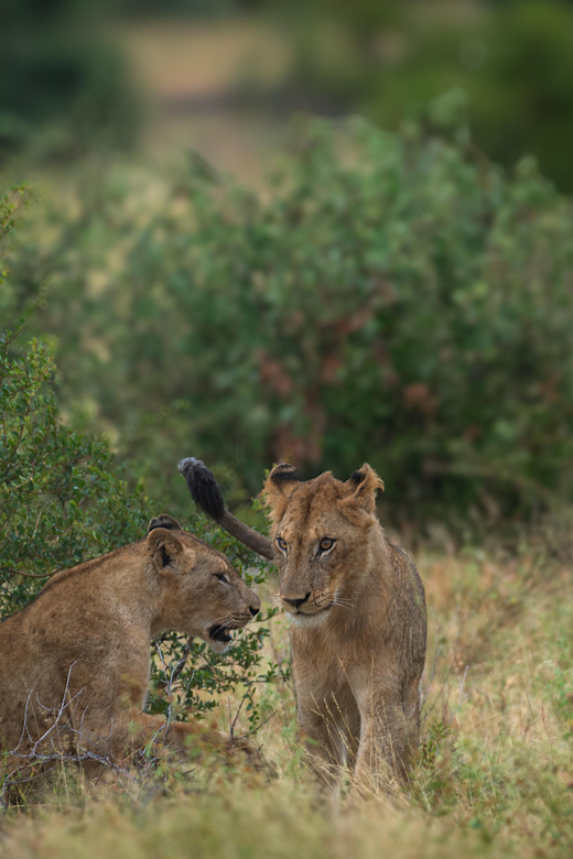 Standart Kruger Park Safari - Unobstructed Photography Opportunities