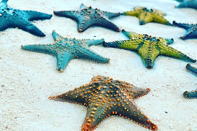 Starfish Adventure; Blue Lagoon Snorkeling; The Rock; Paje Beach; Jozani Forest - Visiting Paje Beach