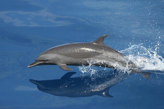 Sunset Dolphin Watching Boat Tour Review - Inclusions and Amenities