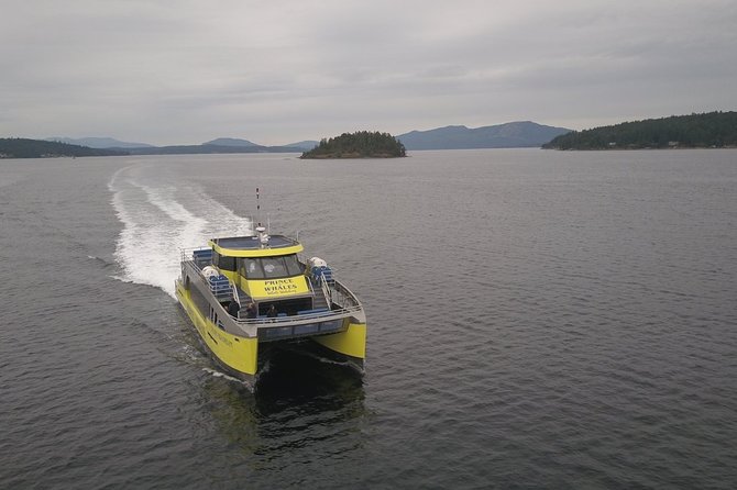 Sunset Whale Watching Adventure From Victoria - Customer Experiences