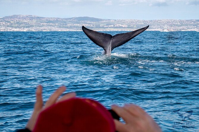 Supreme 2hr Whale/Dolphin Watching Newport Beach, 6 Person Max - Accessibility Guidelines