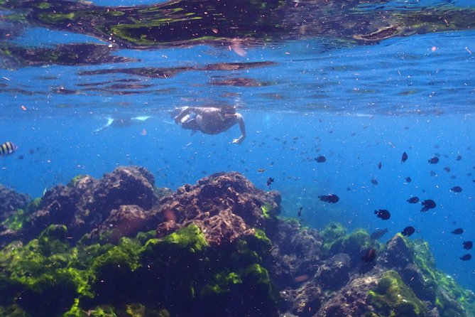 Surin Islands - the Snorkeling Experience From Phuket - Snorkeling Locations