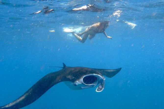 Swim With Manta Rays : Snorkeling Day Trip From Bali - What to Expect on the Trip