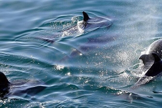 Swim With Wild Dolphins in Hurghada - Delightful Buffet Lunch Included