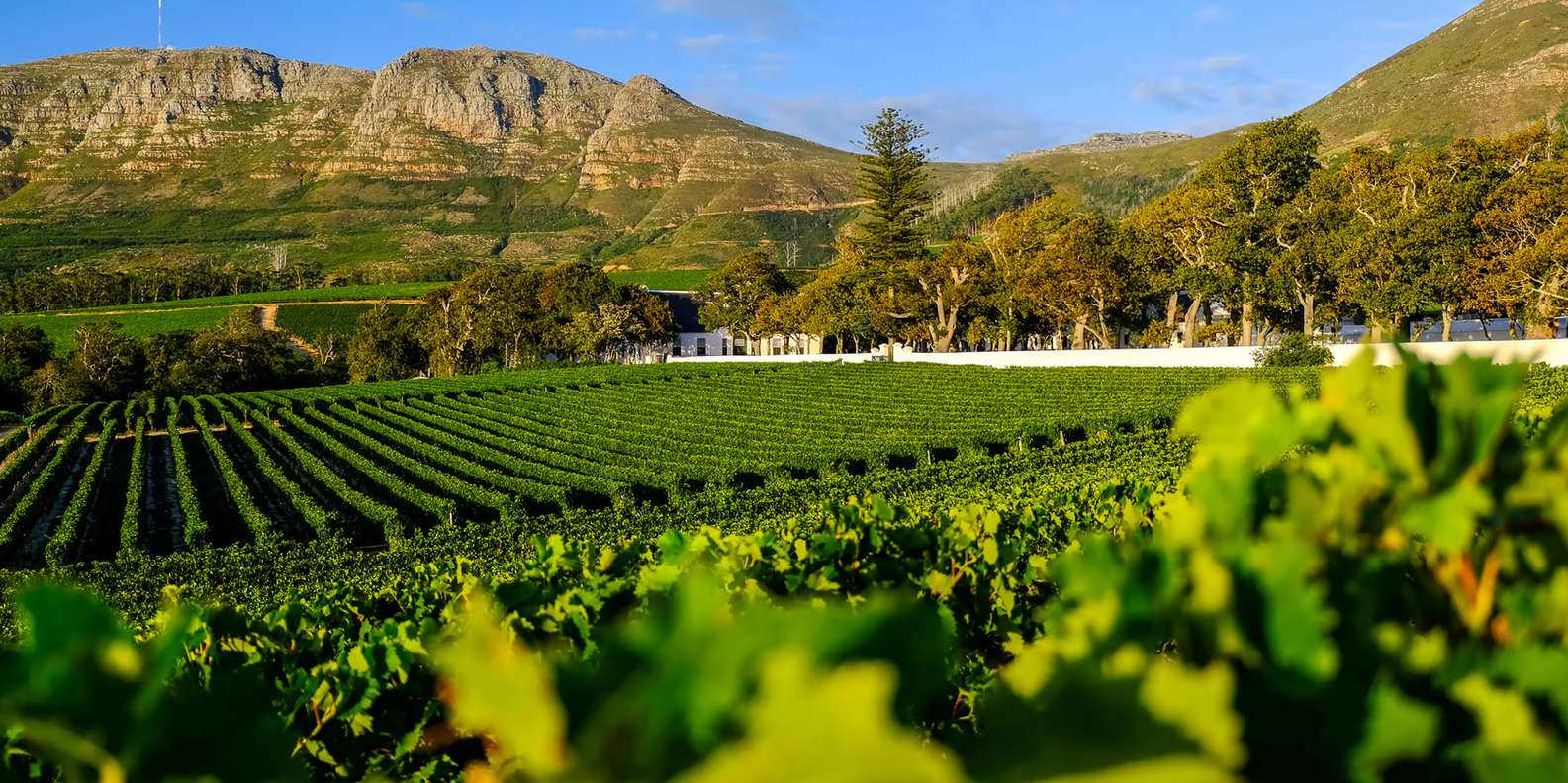 Table Mountain, Kirstenbosch Gardens & Constantia Wine Tour - Centenary Tree Canopy Walkway