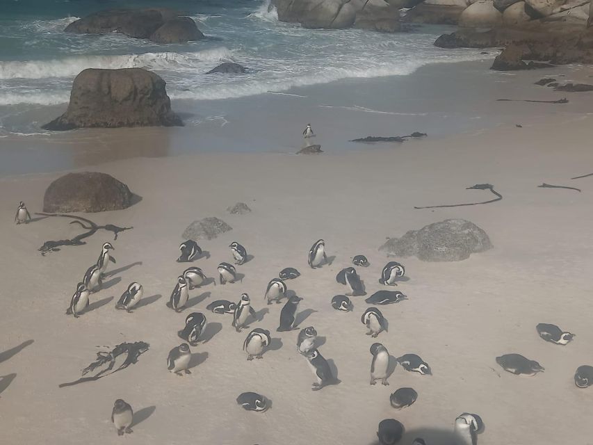 Table Mountain,Seals,Penguin,Cape of Good Hope,Bokaap , - Detailed Itinerary Stops