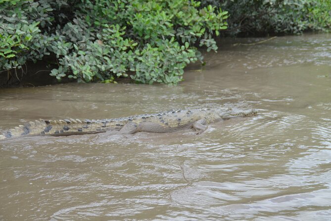 Tamarindo River Boat Tour - Abundant Wildlife Sightings