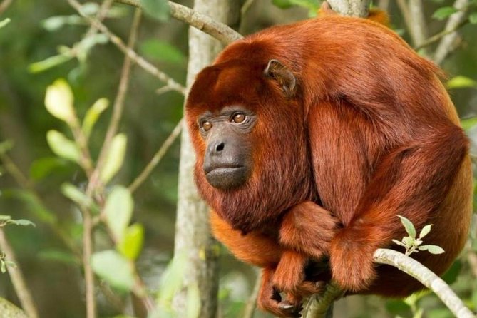 Tambopata (Puerto Maldonado) 5 Days - Daily Itinerary