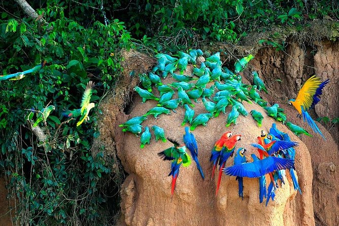 Tambopata (Puerto Maldonado) 5 Days - Accommodation and Services