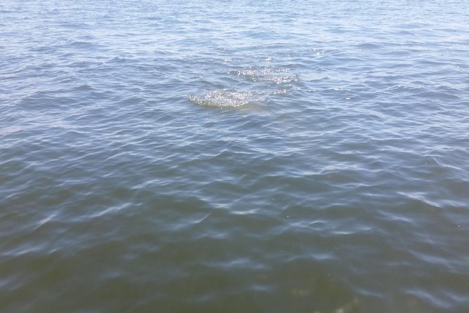 Tampa Celebrity Homes Boat Tour - Accessibility Information