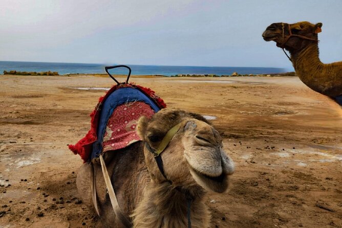 Tangier Private Day Trip From Casablanca by High Speed Train - Transportation and Accessibility