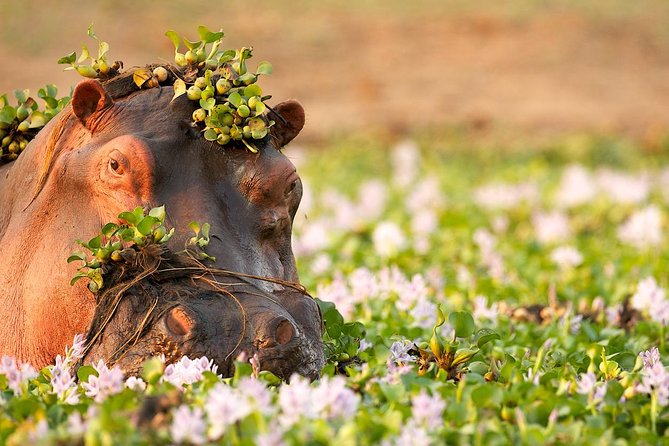 Tanzania Enticing Explorations - 6 Days - Wildlife Viewing Opportunities