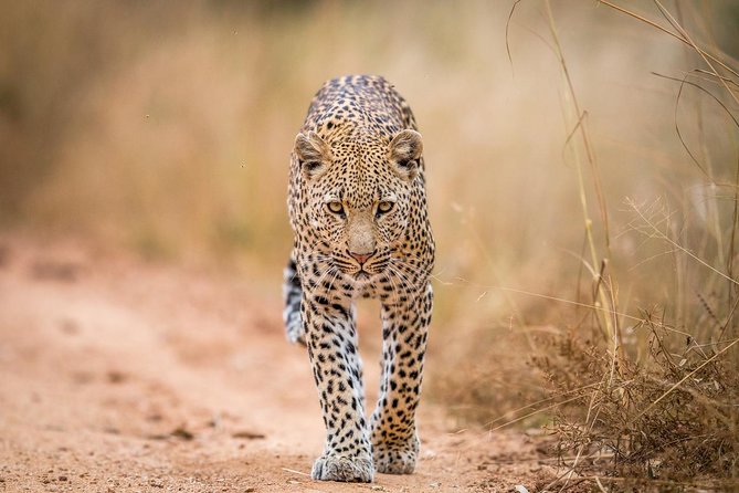 Tanzania Simba Safari - 5 Days - Guest Experiences and Reviews