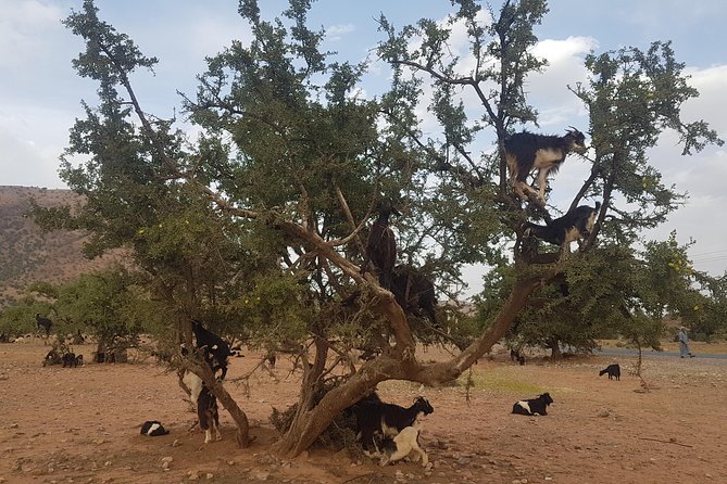 Taroudant & Tiout Guided Day Trip Including Lunch. - Pickup and Accessibility