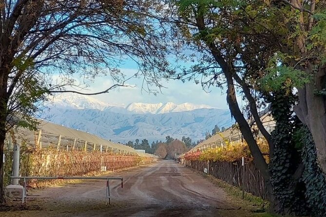Tasting in Two Wineries + Full Lunch. Transfer Included - Lunch and Dining Experience
