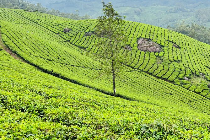 Tea Plantation, Grass Land and Mountain Hiking in Munnar - Detailed Tour Information