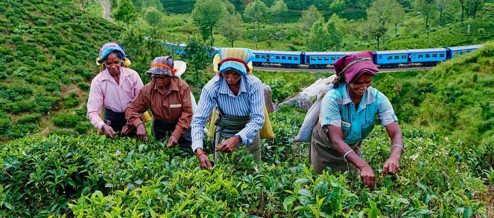 Tea Plucking & Tea Factory: Tour From Nuwara Eliya - Tea Factory Experience