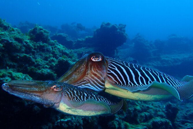 Tenerife Callao Salvaje Small-Group Snorkeling Tour - Cancellation and Support